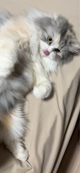 เปอร์เซีย (Persian) แมวเปอร์เซีย 2 ขวบ