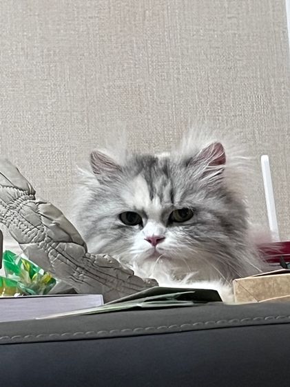 แมวเปอร์เซีย 2 ขวบ รูปที่ 3