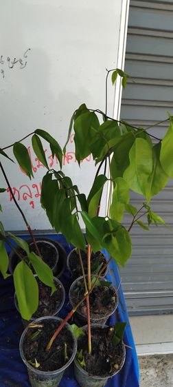 แจกต้นไม้ฟรี รูปที่ 17