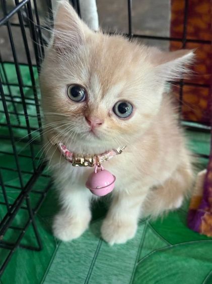 แมวสก้อตติชสีส้มขนสั้น เพศเมีย ขี้อ้อน ก่อนย้ายตรวจหัดแมวฟรีรับประกันเอดส์แมวกับรูคีเมียคะ รูปที่ 2