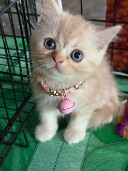 สก็อตติช โฟลด์ (Scottish Fold) แมวสก้อตติชสีส้มขนสั้น เพศเมีย ขี้อ้อน ก่อนย้ายตรวจหัดแมวฟรีรับประกันเอดส์แมวกับรูคีเมียคะ