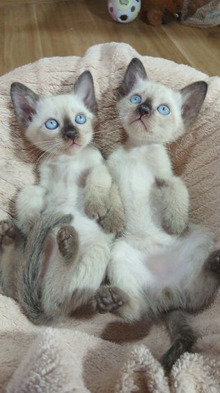 วิเชียรมาศ (Siamese Cat) แมววิเชียรมาศ เพศผู้ราคา3500-4000ตามความสวย ยังไม่วัคซีน ก่อนย้ายตรวจหัดแมวฟรีรับประกันเอดส์แมวกับรูคีเมียคะ