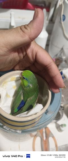 ฟอพัส ฟอฟันคู่