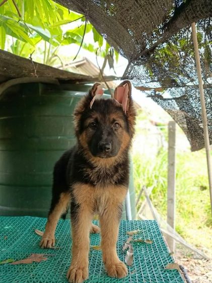 เยอรมันเชพเพิร์ด เฝ้าบ้านเก่ง รักเจ้าของ