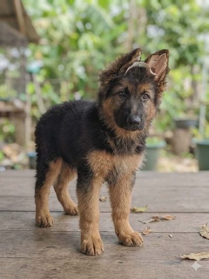 เยอรมันเชพเพิร์ด เฝ้าบ้านเก่ง รักเจ้าของ รูปที่ 2