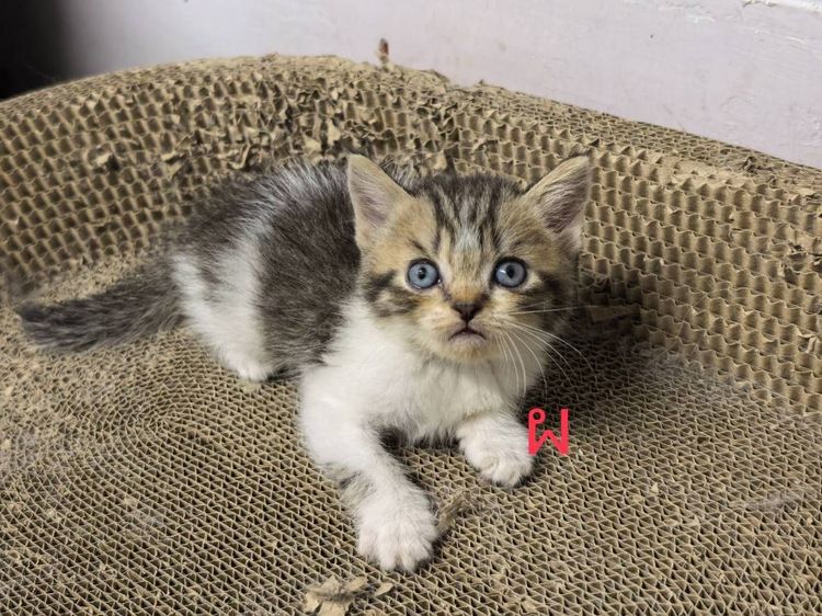 แมวสก็อตติซโฟลด์ รูปที่ 2