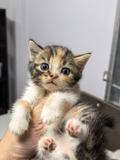 สก็อตติช โฟลด์ (Scottish Fold) แมวสก็อตติซโฟลด์
