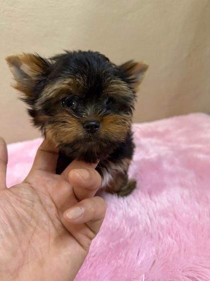 ยอร์คเชียร์ไซด์ทอยและทีคัพ รูปที่ 6