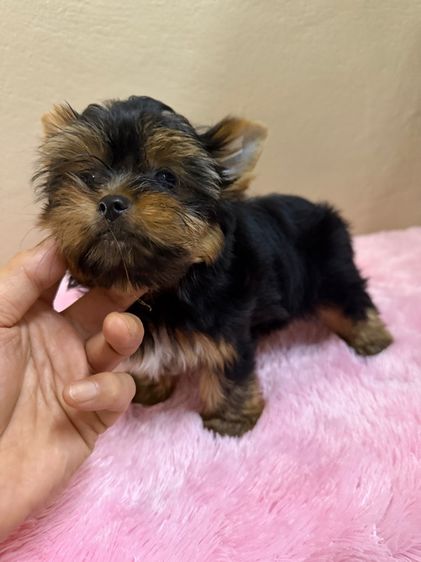 ยอร์คเชียร์ เทอร์เรีย (Yorkshire Terrier) เล็ก ยอร์คเชียร์ไซด์ทอยและทีคัพ