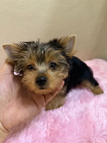 ยอร์คเชียร์ไซด์ทอยและทีคัพ รูปที่ 3