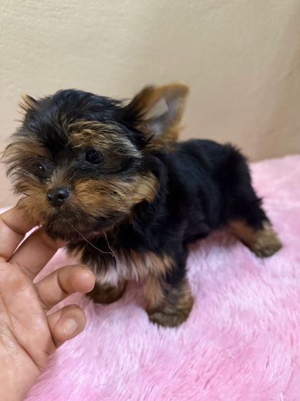 ยอร์คเชียร์ไซด์ทอยและทีคัพ รูปที่ 5