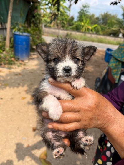 ชิสุ (Shih Tzu) กลาง ชิสุผสมชิวาว่า