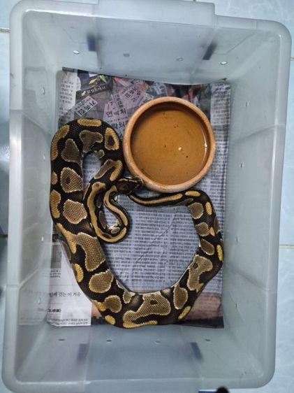 ขายเหมา รูปที่ 2