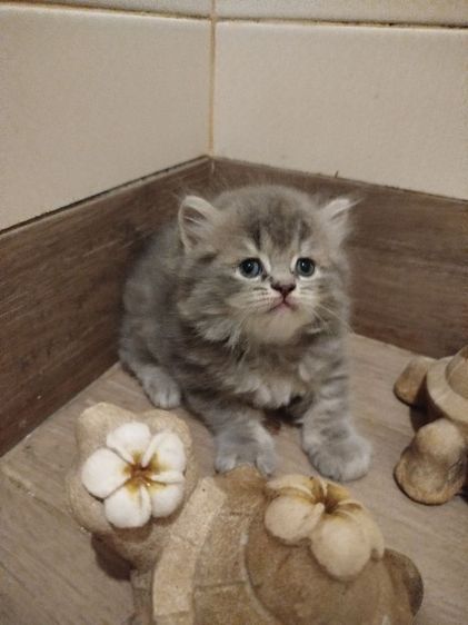 แมวสก็อตติชโฟลด์ รูปที่ 18