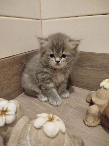 แมวสก็อตติชโฟลด์ รูปที่ 15