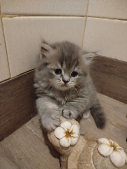 แมวสก็อตติชโฟลด์ รูปที่ 11