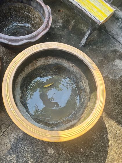 กระถางปลูกบัวและต้นไม้รวม4ใบ รูปที่ 14