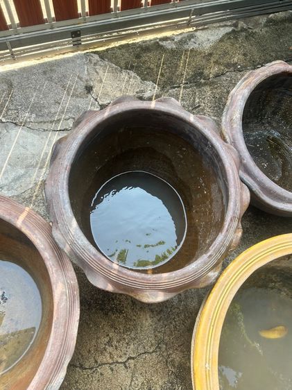 กระถางปลูกบัวและต้นไม้รวม4ใบ รูปที่ 12