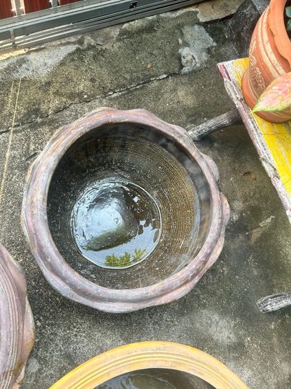 กระถางปลูกบัวและต้นไม้รวม4ใบ รูปที่ 11