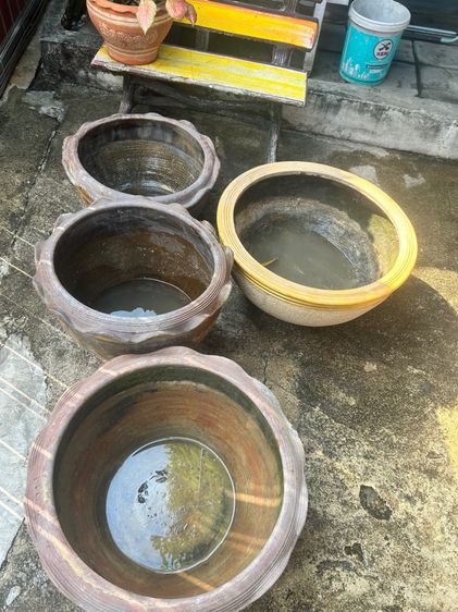 กระถางปลูกบัวและต้นไม้รวม4ใบ รูปที่ 15