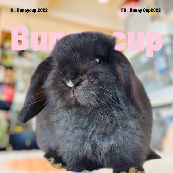 กระต่าย HL รูปที่ 13