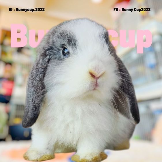 กระต่าย HL รูปที่ 15