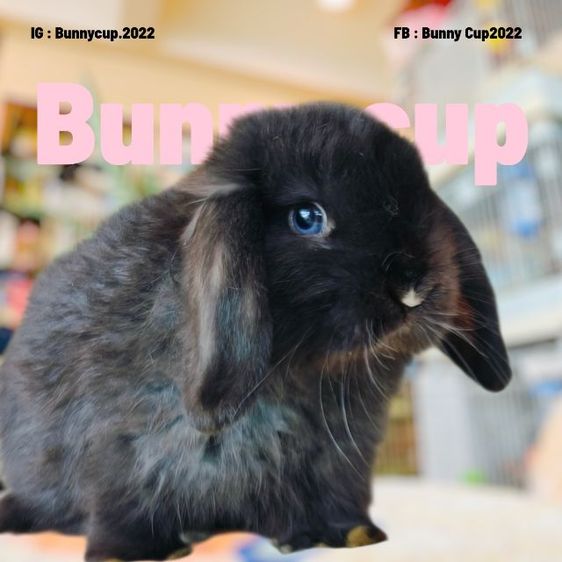 กระต่าย HL รูปที่ 10