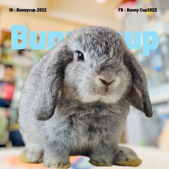 กระต่าย HL รูปที่ 8