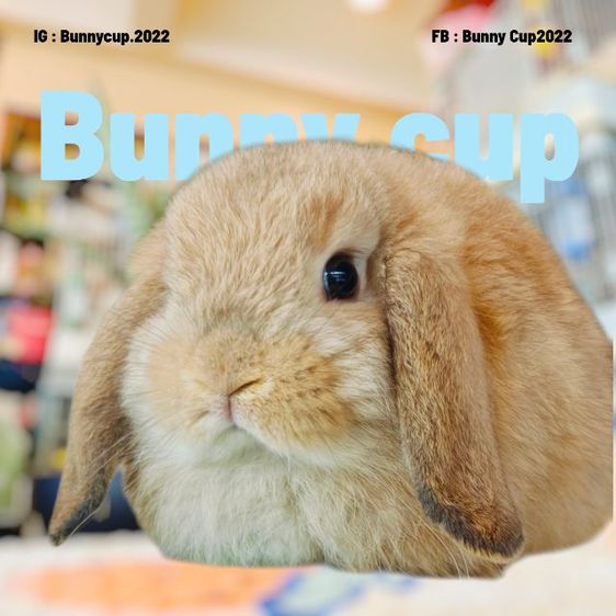 กระต่าย HL รูปที่ 11