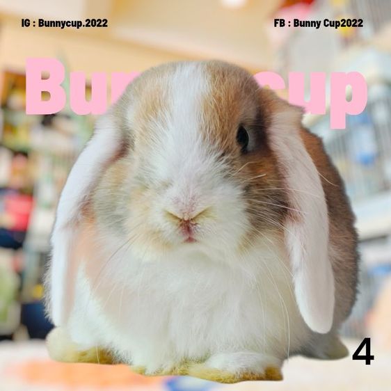 กระต่าย HL รูปที่ 5