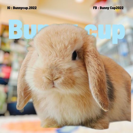 กระต่าย HL รูปที่ 14