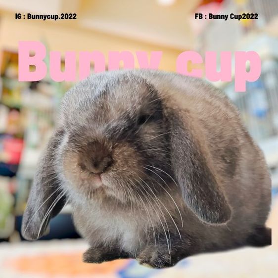 กระต่าย HL รูปที่ 7