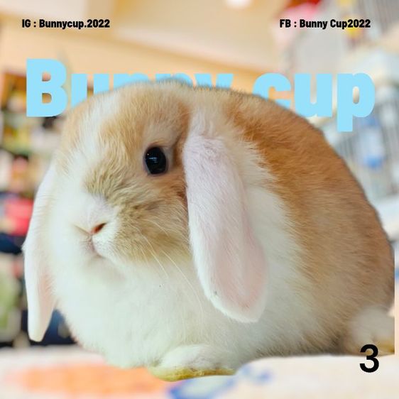 กระต่าย HL รูปที่ 4