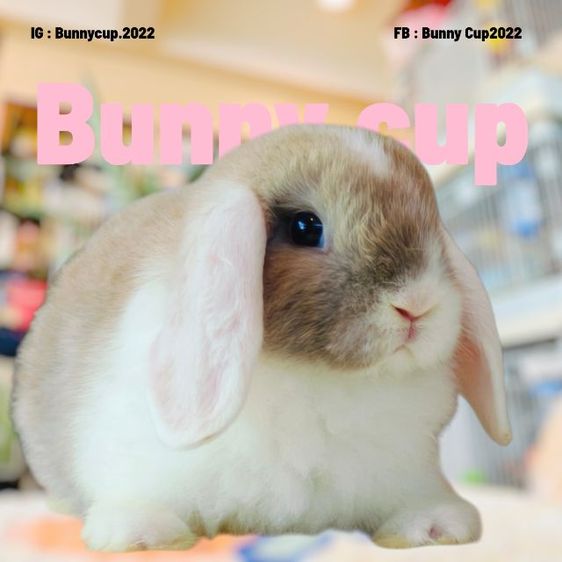 กระต่าย HL รูปที่ 3