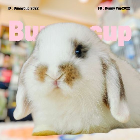 กระต่าย HL รูปที่ 12