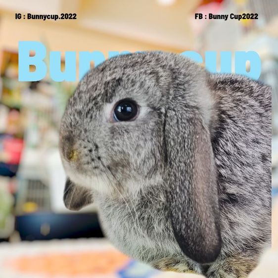 กระต่าย HL รูปที่ 16