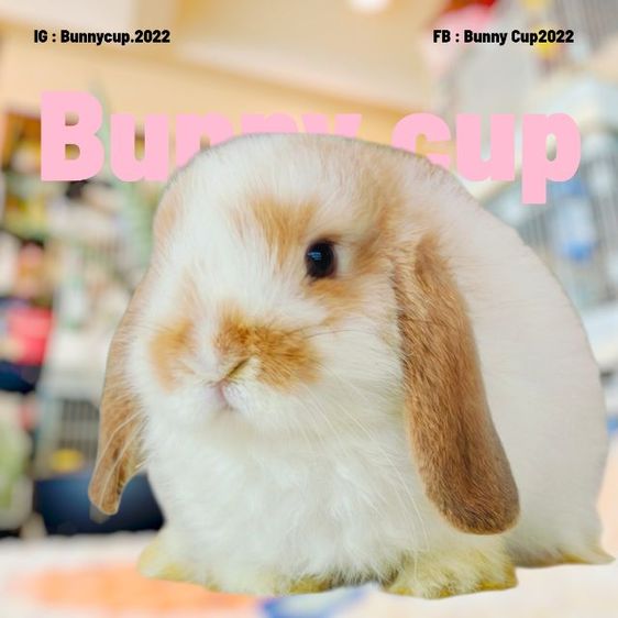 กระต่าย HL รูปที่ 17