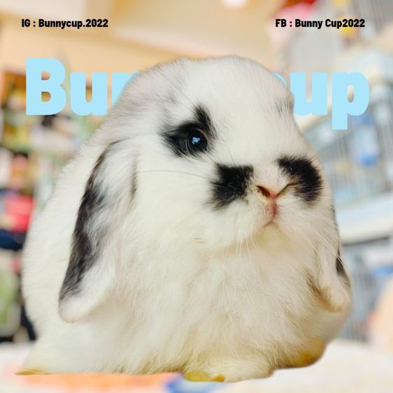 กระต่าย HL รูปที่ 9