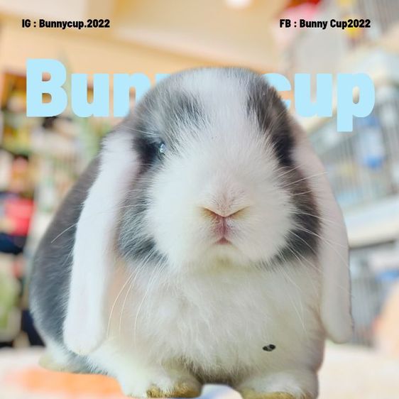 กระต่าย HL