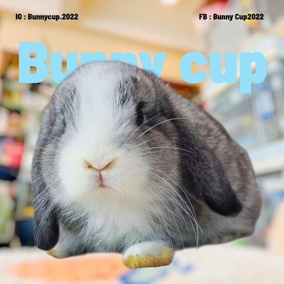 กระต่าย HL รูปที่ 6