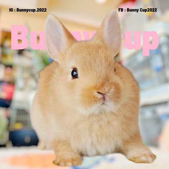 กระต่าย ND รูปที่ 3