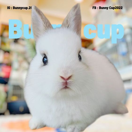 กระต่าย ND รูปที่ 7