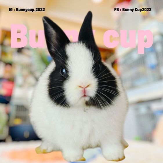 กระต่าย ND รูปที่ 4