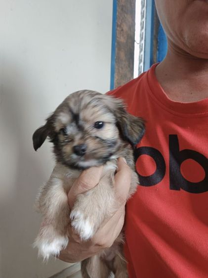 หมา รูปที่ 8