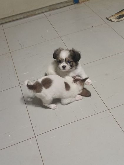 หมา รูปที่ 3