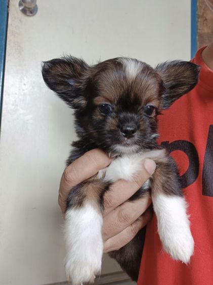 ชิวาวา (Chihuahua) เล็ก หมา