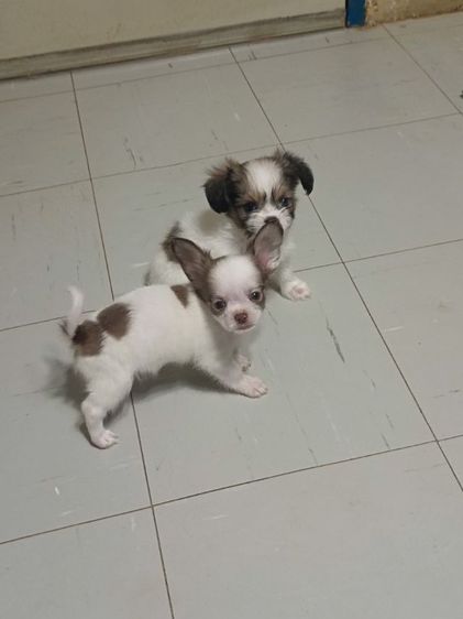 หมา รูปที่ 7