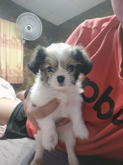 หมา รูปที่ 2