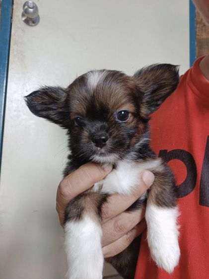 หมา รูปที่ 6