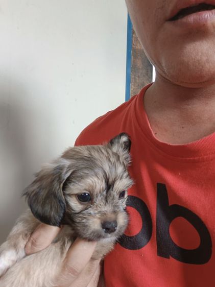 หมา รูปที่ 10